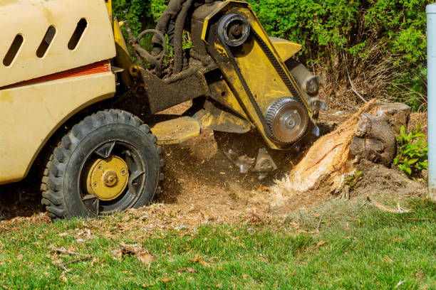 Best Emergency Tree Service  in Mbria, CA